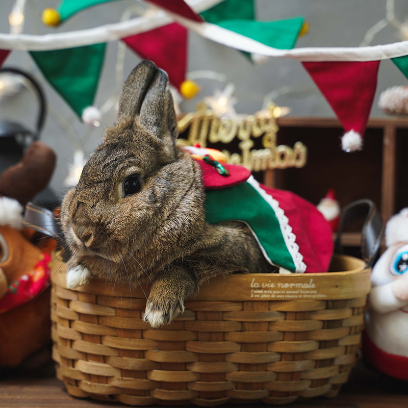 圣诞兔子装饰圣诞衣服旗帜豚鼠龙猫圣诞布草袋草架牵引绳兔兔背心