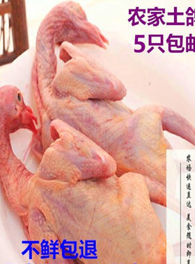 新鲜鸽子5只装包邮土红烧脆皮