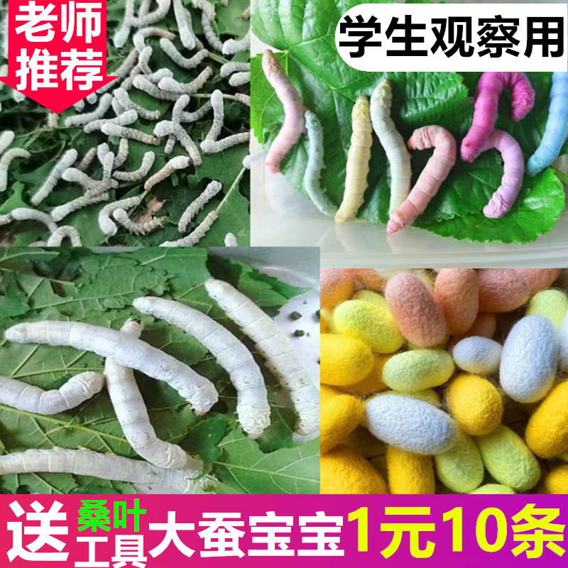 蚕宝宝套餐活体彩色学生养蚕套装金丝蚕卵套装活蚕物送新鲜嫩桑叶