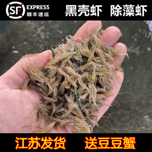 黑壳虾除藻清洁草虾观赏虾淡水虾活体龟饲料虾鲜活鱼缸造景樱花虾