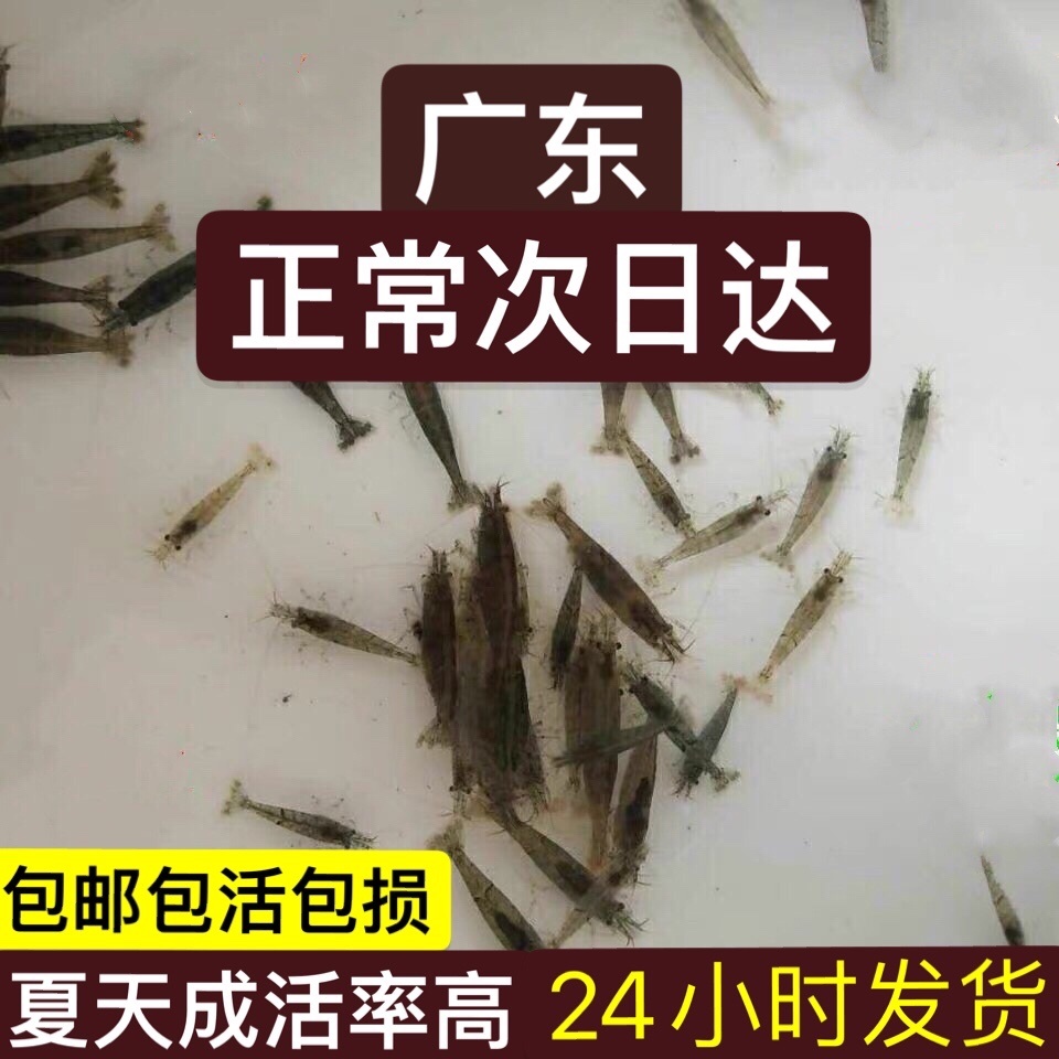 两广黑壳虾除藻虾鱼缸水草清洁工具迷你观赏米虾宠物活体饲料淡水
