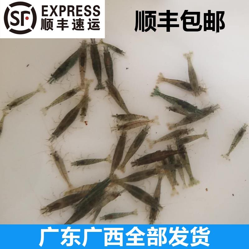 黑壳虾活体除藻虾小缸清洁虾乌龟饲料工具虾草缸水族箱鱼缸活体