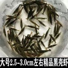 黑壳虾清洁除藻大号观赏虾小鱼小虾乌龟鱼类鲜活饲料淡水冷水草缸