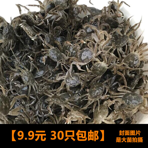 正宗淡水大闸蟹苗河豚狗头饲料鲜活优质螃蟹苗活体扣蟹观赏蟹包邮