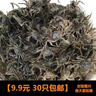 正宗淡水大闸蟹苗河豚狗头饲料鲜活优质螃蟹苗活体扣蟹观赏蟹包邮
