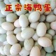 宁波特产象山滩涂散养每日现捡新鲜海鸭蛋原生态农家自产自销鸭蛋