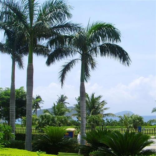 2023仿真椰子树大王椰是内外景观椰树公园海边假椰子树装饰造景