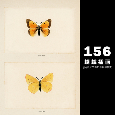 蝴蝶Moths and Butterflies高清图片手绘稿美国jpg标本素材-478