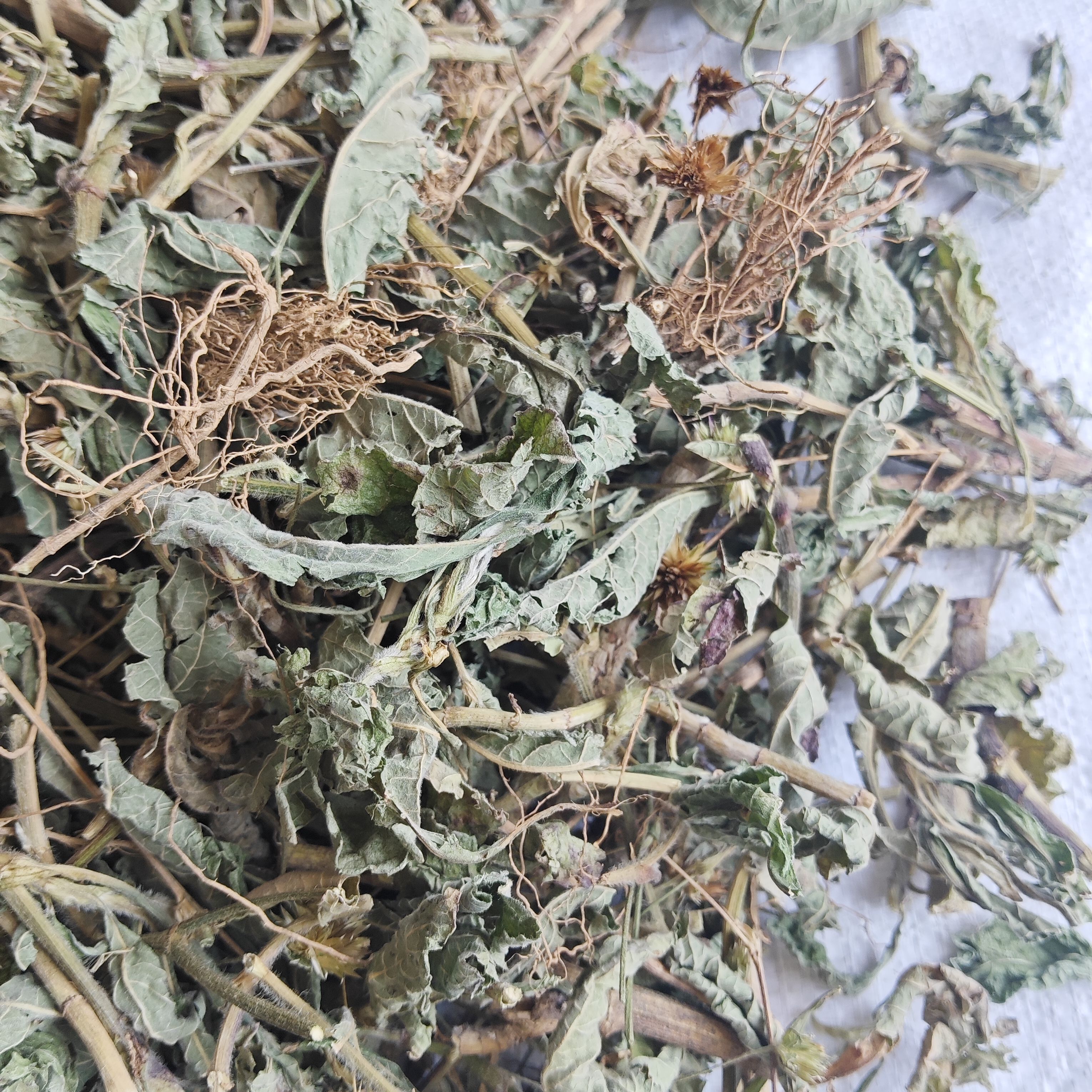 新鲜干货白花地胆草白花地胆头牛舌草白花苦地胆丁竖朽包邮