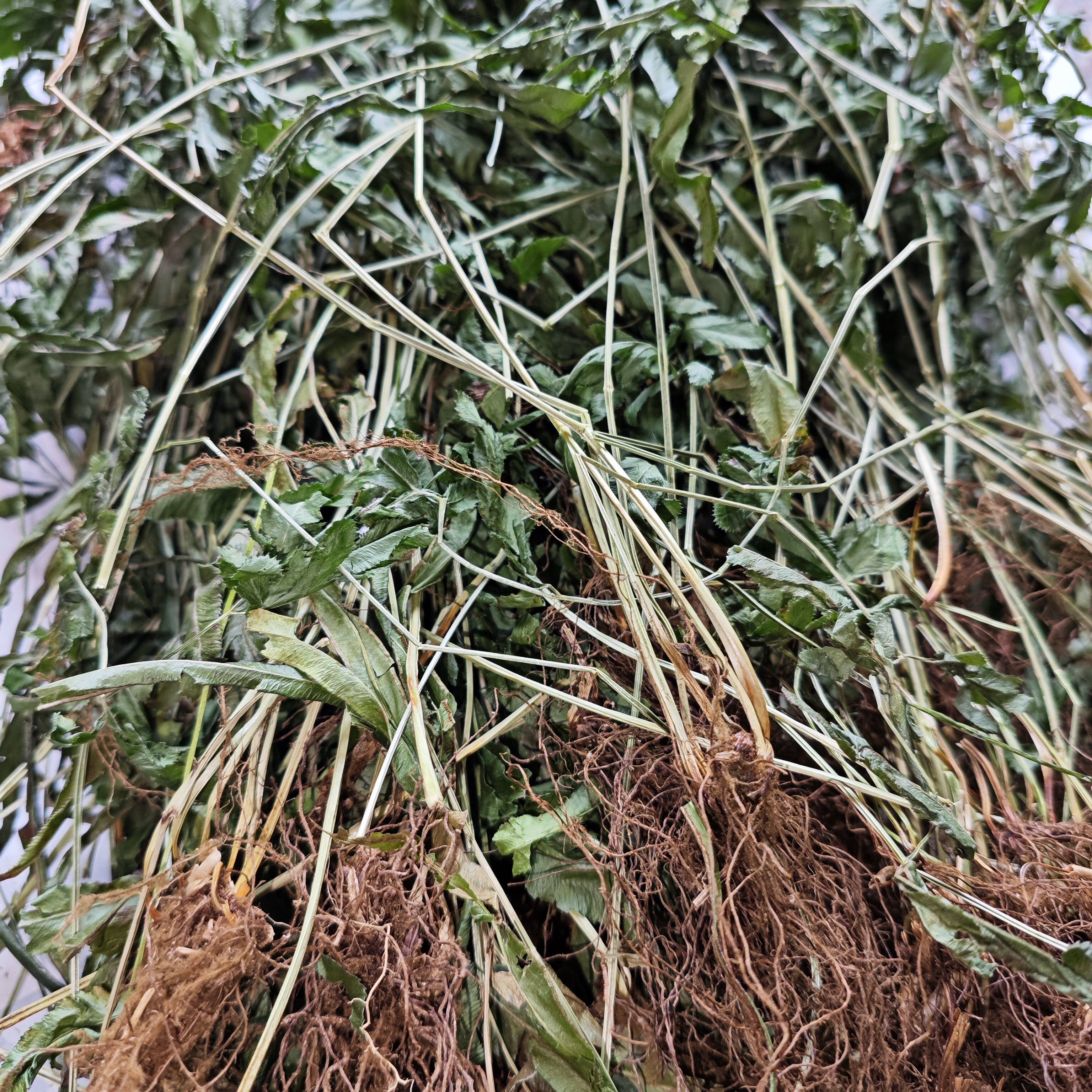 中药材大山凤尾草鸡爪草鸡脚草新鲜晒干凤凰草金鸡尾井栏草金鸡尾