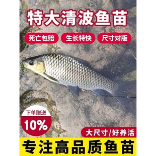 清波鱼苗淡水养殖食用正宗青波中华倒刺鲃四川重庆本地淡水名贵鱼