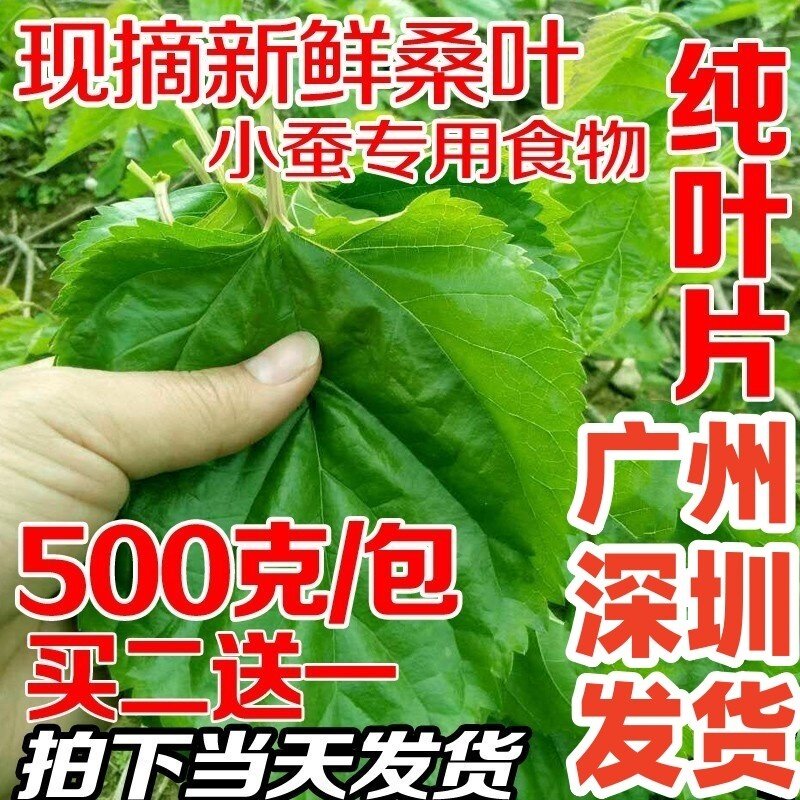 桑叶新鲜小蚕嫩桑叶蚕宝宝饲料桑蚕宝宝