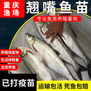 翘嘴鱼苗白鱼凶猛苗翘嘴红鲌苗淡水好养殖食用大米翘壳耐活