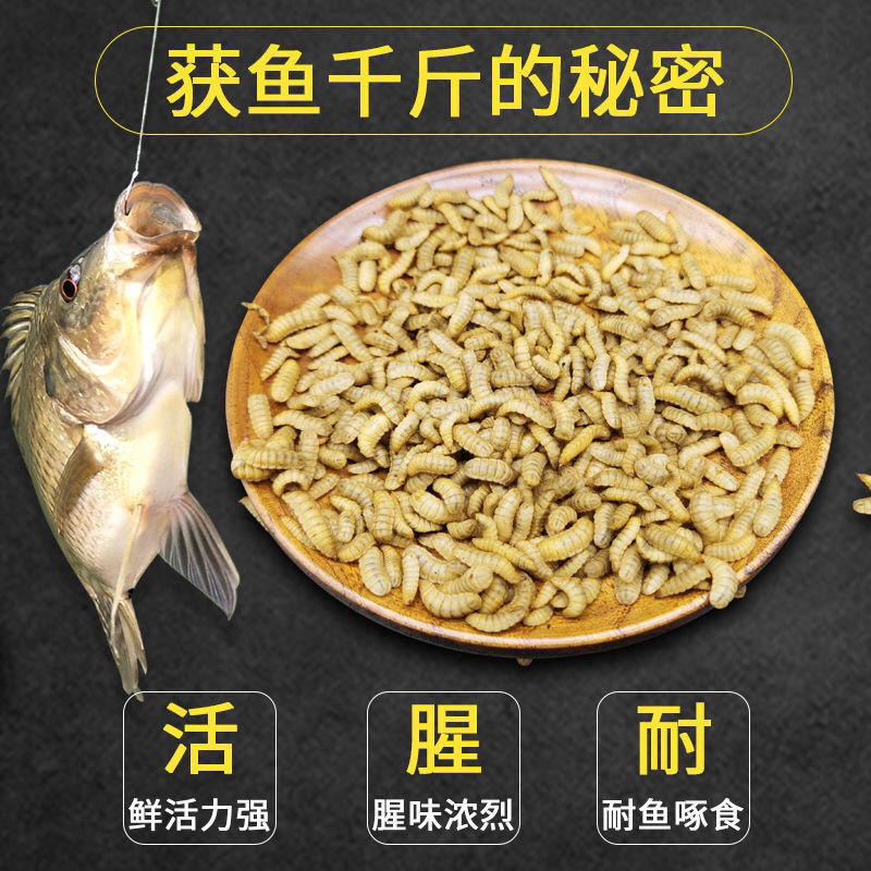 黑水虻活体幼虫鱼饵翘嘴钓鱼用活台钓饵