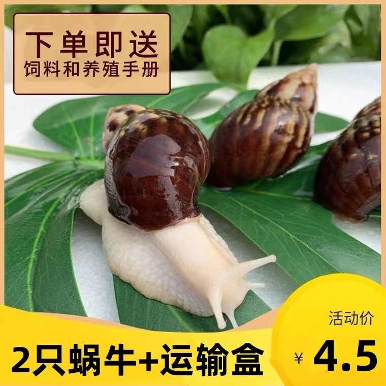蜗牛活体宠物白玉蜗牛巨型大蜗牛宠物观赏学生科学实验教学小蜗牛