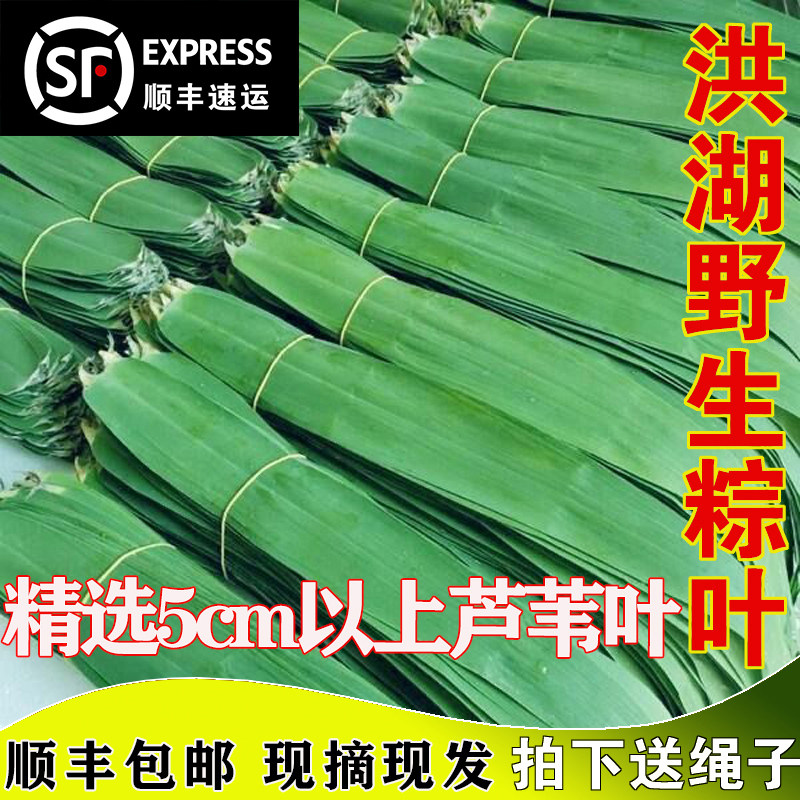 顺丰包邮粽叶粽子叶芦苇叶新鲜芦苇叶农家现摘野生天然包干粽子叶