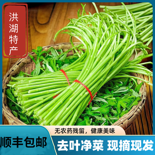 现摘藜蒿新鲜芦蒿野生洪湖泥蒿篱蒿湖北特产泥耗黎耗时令蔬菜包邮