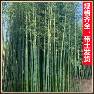 竹子苗庭院植物北方耐寒紫竹苗罗汉竹毛竹盆栽户外风景四季 青竹苗
