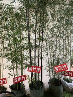 常青耐寒竹子苗 四季 一物一拍