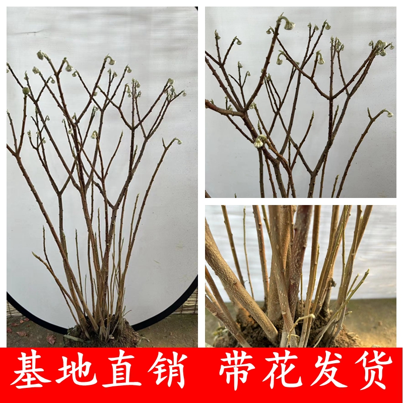 结香树苗丛生结香苗庭院园林绿化结香花苗木金腰袋打结花浓香植物