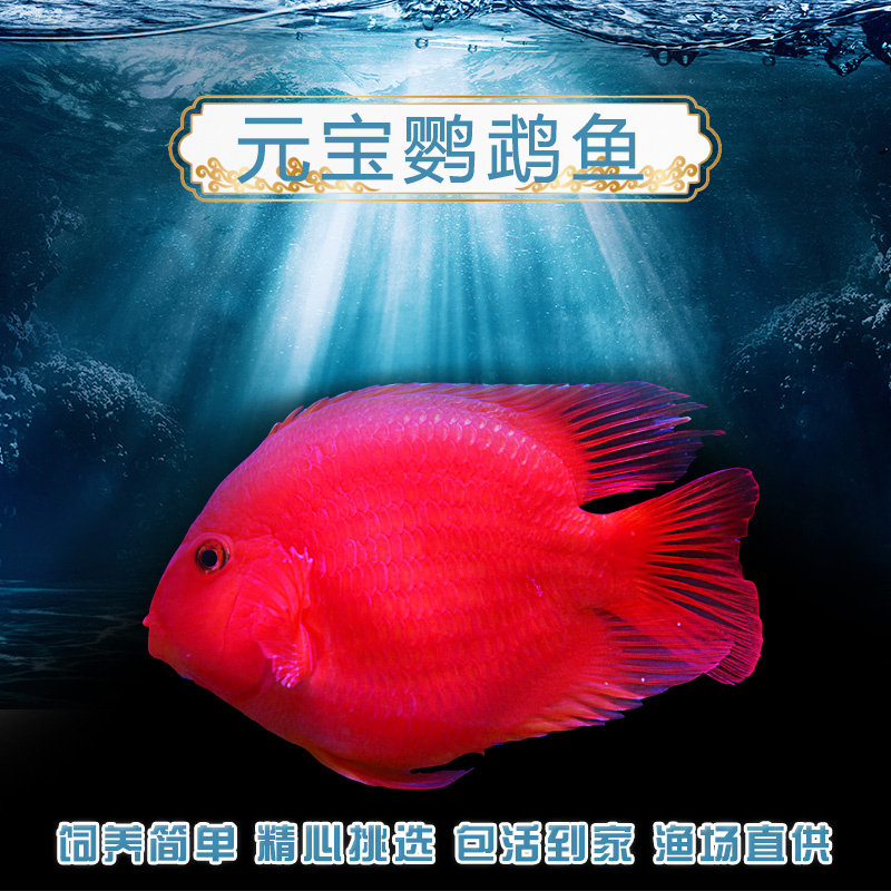鹦鹉鱼元宝鹦鹉淡水鱼红鹦鹉热带鱼观赏鱼发财鱼活鱼新手包邮图片