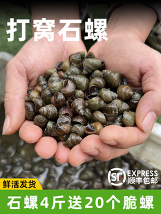 钓鱼螺蛳钓青鱼薄壳黄金脆螺鲜活挂钩鱼饵螺田螺野生小号打窝石螺