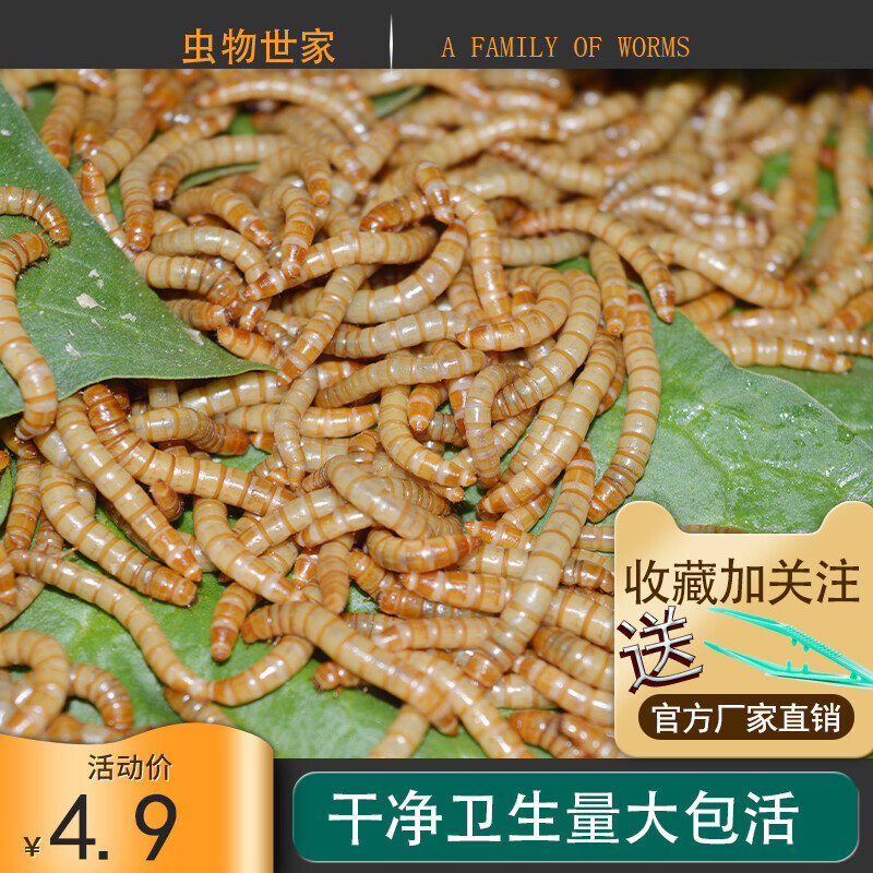 面包虫黄粉虫虫子活体活虫蝎子仓鼠角蛙鹦鹉八哥画眉小鸟粮食饲料