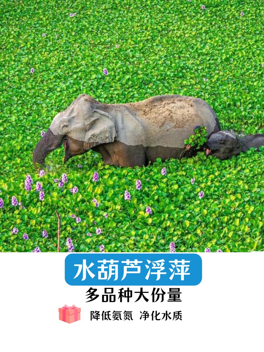 水葫芦浮萍水生植物养鱼养龟鱼缸造景净化水质鱼塘水草种子水芙蓉