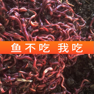 包邮野钓红蚯蚓活饵黄刺鱼路亚串钩饵料红虫鲫鱼饵渔具店腥料活体