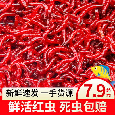 鲜活红虫活饵特大号公虫活体喂鱼饵拉饵钓鱼蚯蚓天津鲫鱼野钓饵料