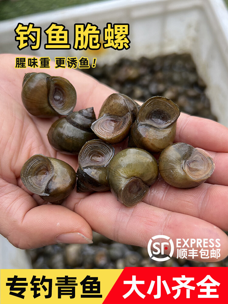 钓青鱼脆螺新鲜挂钩铒料螺蛳薄壳钓鱼螺打窝小号石螺螺丝翠螺田螺