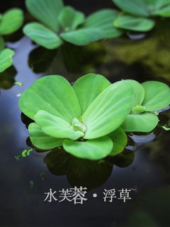 水芙蓉浮草养鱼养虾躲避水生大叶浮萍室内庭院池塘水培植物水葫芦