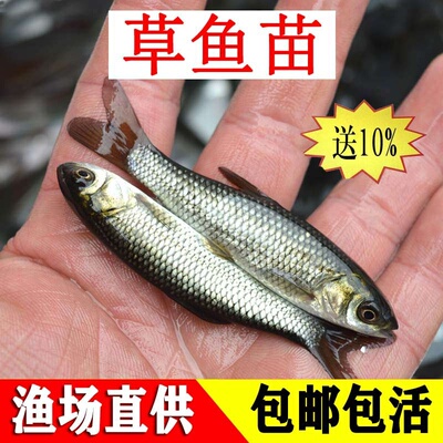 草鱼苗淡水鱼龙鱼饲料四大家鱼养殖活体包活包邮青鱼鲮鱼淡水