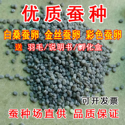 2021新蚕卵蚕子家蚕白蚕桑蚕宝宝天然彩色蚕卵学生实验蚕种场直供