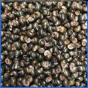 鲜活钓青鱼脆螺丝钓鱼螺蛳脆螺鱼饵新田螺活体打窝小泥饵螺石螺田