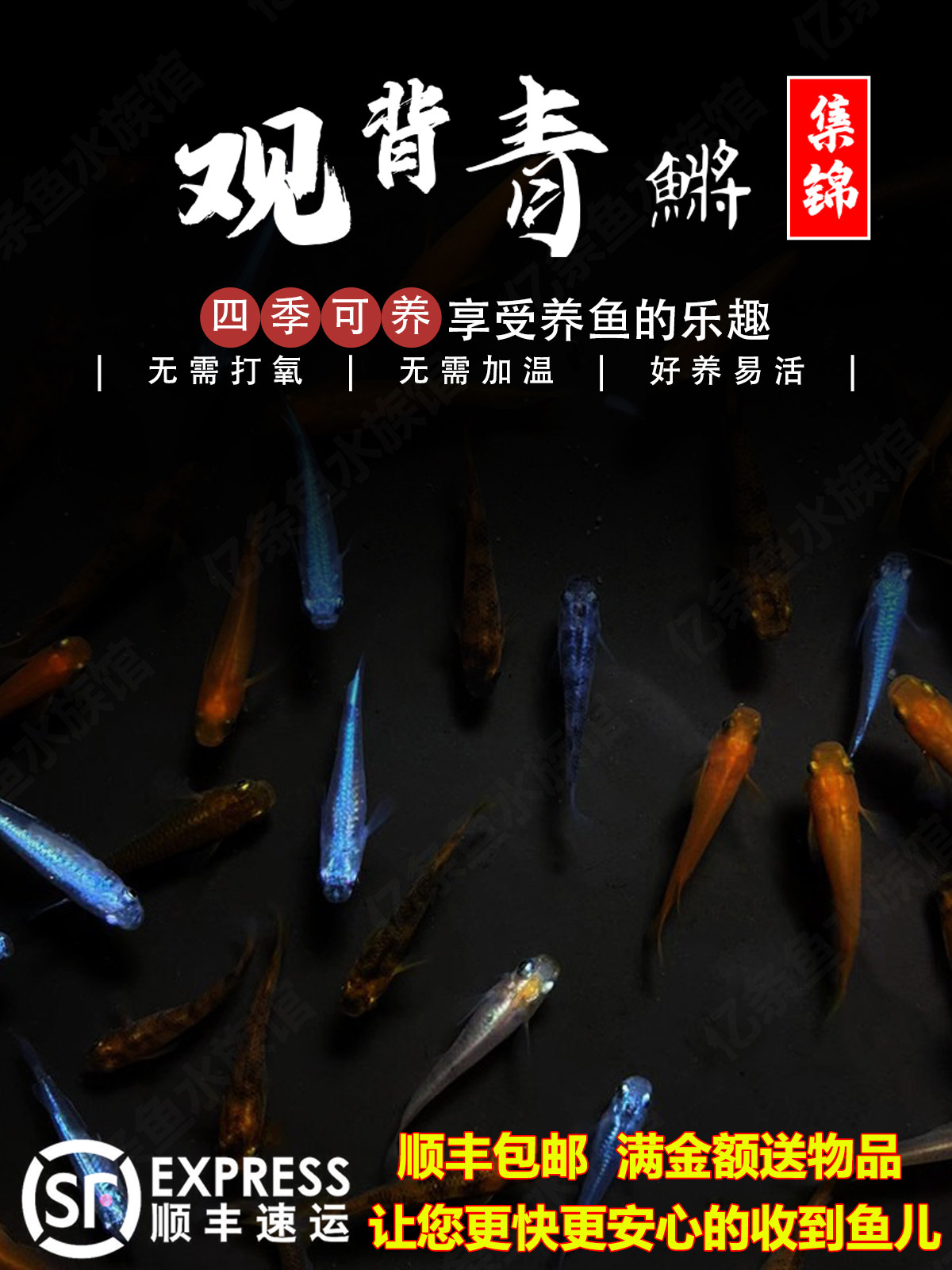 观背青鳉观赏鱼魔法鱼冷水鱼小型锦鲤淡水鱼不打氧好养活体包邮损