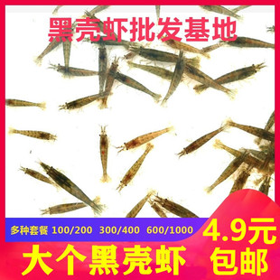 包活 黑壳虾樱花极火除藻虾工具虾观赏米虾龙鱼鳄龟活体饲料 包邮