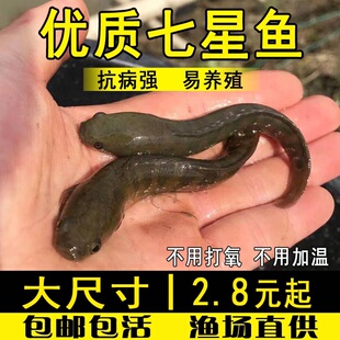 七星鱼鱼苗月鳢山斑鱼称星鱼雷龙鱼活体淡水养殖不打氧观赏七星鱼