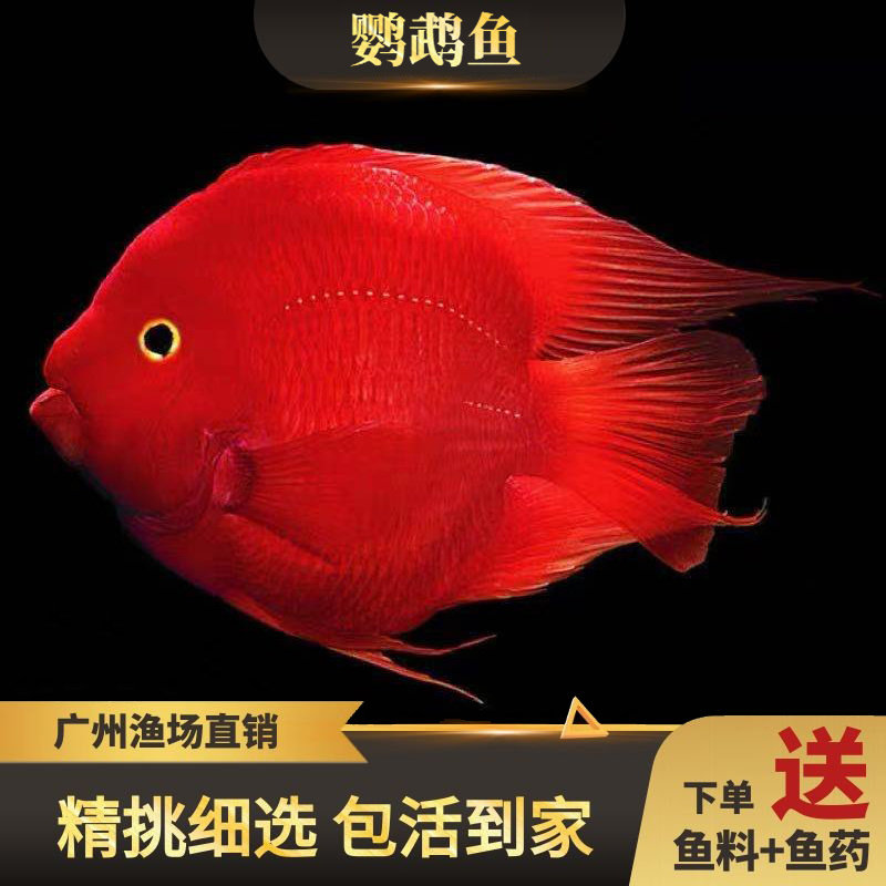 血红鹦鹉鱼活体猫鱼红财神银龙鱼观赏鱼地图龙鱼淡水大型包活图片