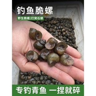 钓鱼脆螺鲜活钓青鱼挂钩饵料活体螺蛳薄壳小田螺乌青黑鲩打窝石螺