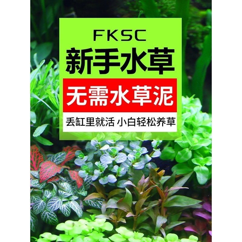 鱼缸水草植物造景套餐真鱼草活体懒人莫斯增氧阴性蜈蚣草沉木水榕