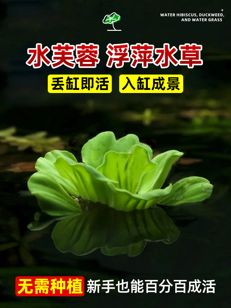 水芙蓉水草植物水上叶鱼缸造景水培植物浮萍圆叶萍水葫芦古法养鱼