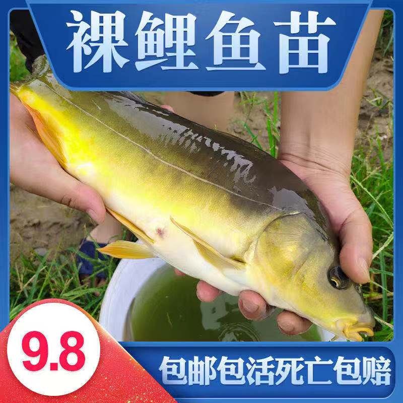 鲤鱼鱼苗无甲无鳞养殖食用淡水鱼好养活冷水活体德国镜鲤大型裸斑