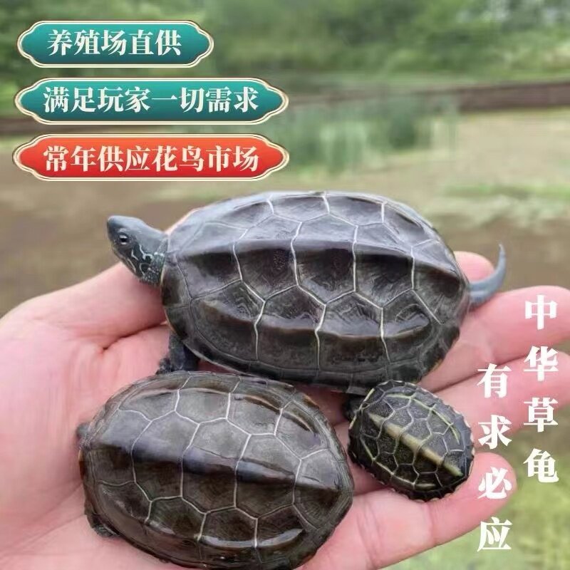【中华草龟】外塘小乌龟长寿龟金线龟草龟观赏宠物龟墨龟苗送龟粮