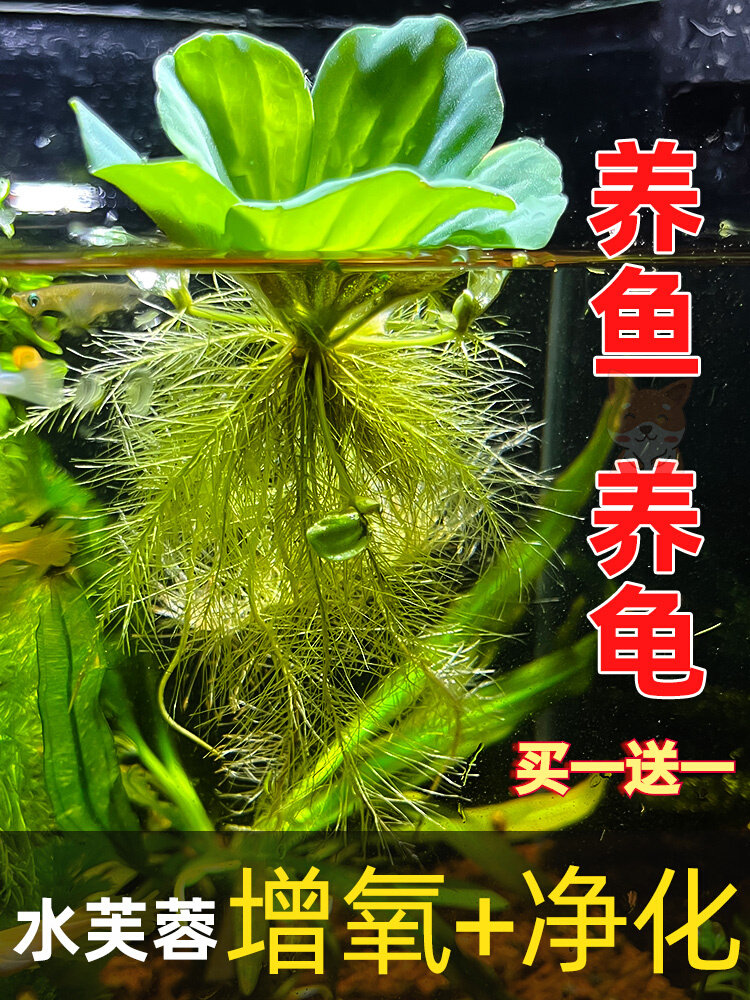 浮萍水草水芙蓉养鱼龟缸造景装饰水培植物水葫芦水草池塘净化水质
