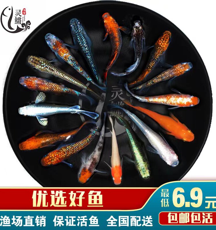 观背青鳉淡水观赏鱼魔法鱼冷水鱼小锦鲤金鱼灵鳉水族活体宠物包邮