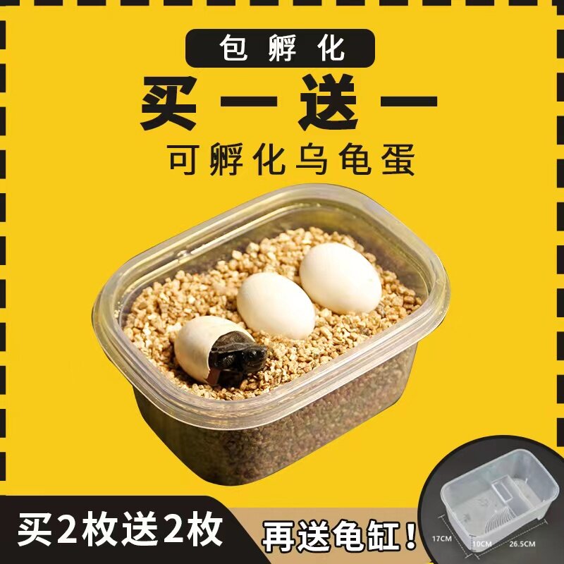 可孵化乌龟蛋中华草龟巴西龟墨龟宠物蛋受精蛋可孵化的乌龟蛋小龟