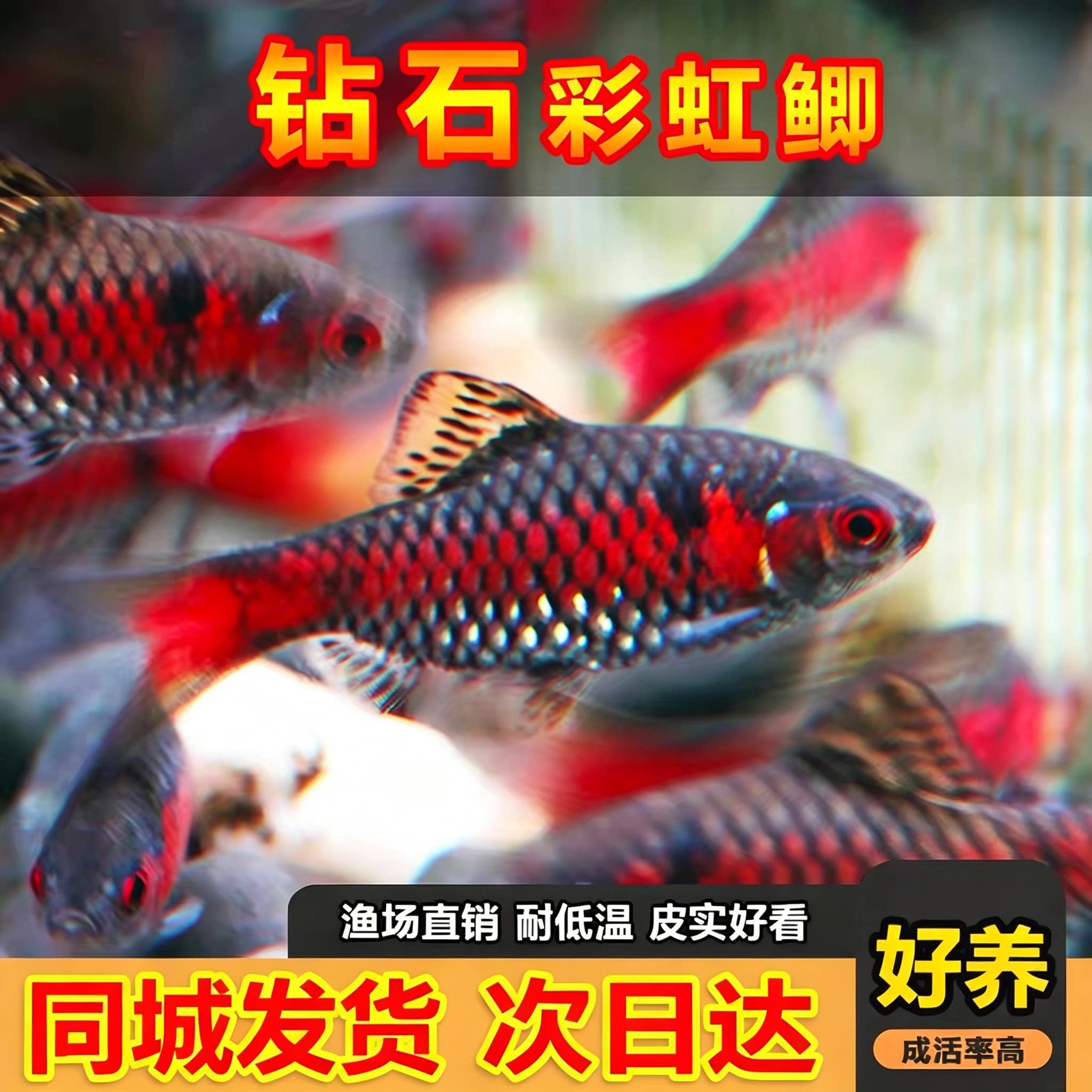 钻石彩虹鲫进口鲤科小型活体群游观赏鱼冷水耐寒易养热带鱼原生鱼