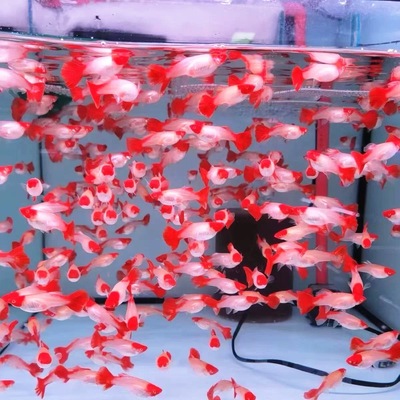 【纯种鸿运当头孔雀鱼】淡水胎生鱼活体好养冷水小型热带观赏鱼