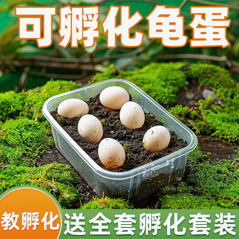 可孵化乌龟蛋DIY套装儿童玩具女孩男孩生日礼物10岁学生2025新款